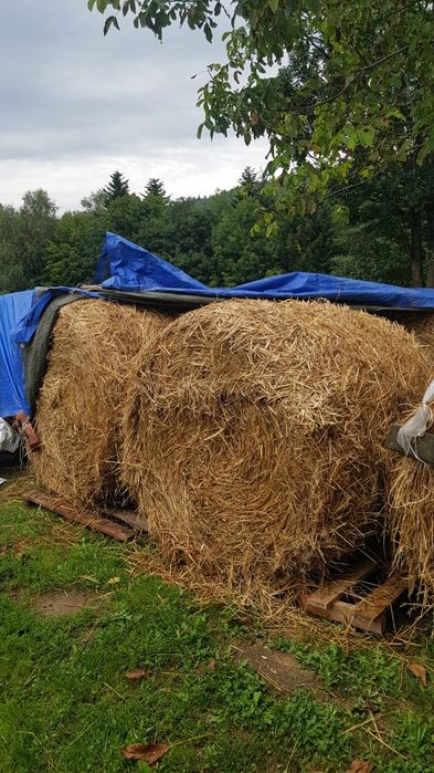 Bale słomy tegoroczne