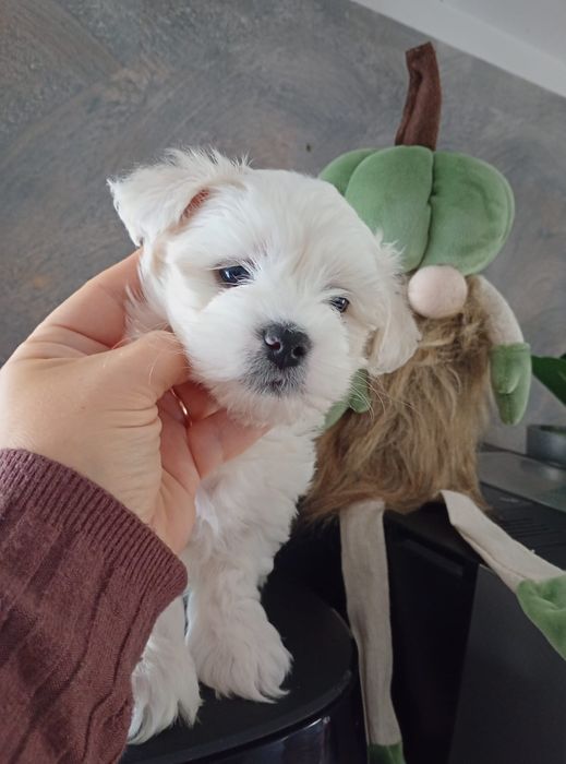 Sami piękny piesek maltipoo jasny krem