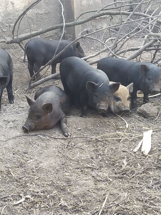 Поросята  породи королівський кармал