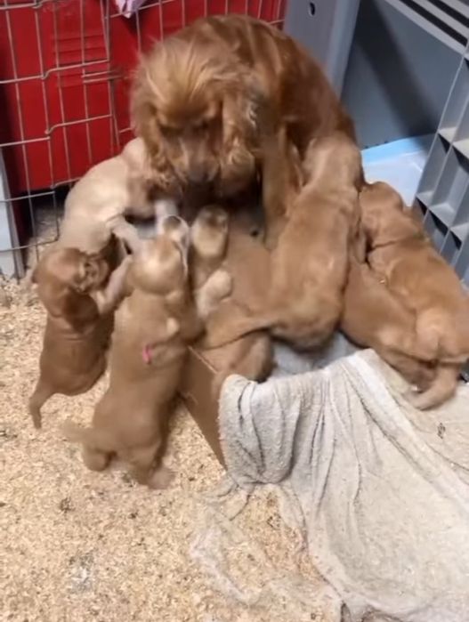 Цуценята англійських кокер спаніелів