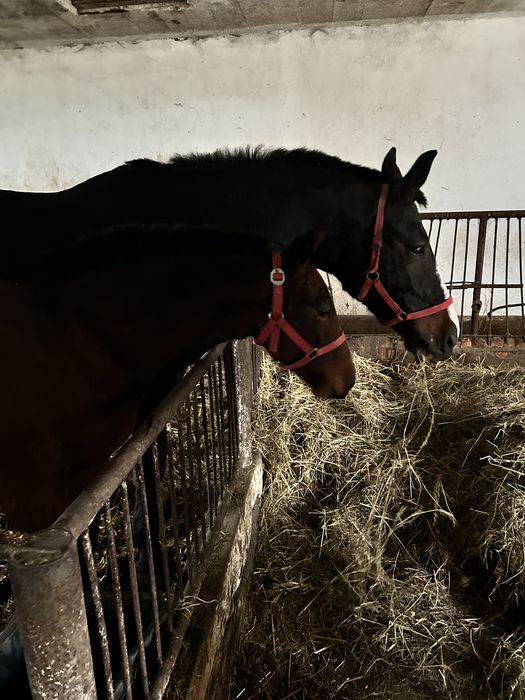 klacze rasy śląskiej z paszportem – wyjątkowe pochodzenie!