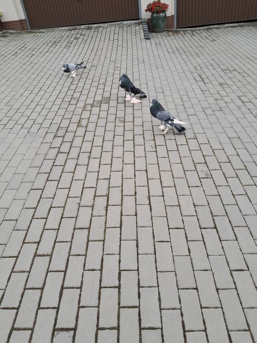 Gołebie Garłacze Pomorskie