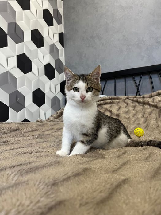 Кошенятко в добрі руки