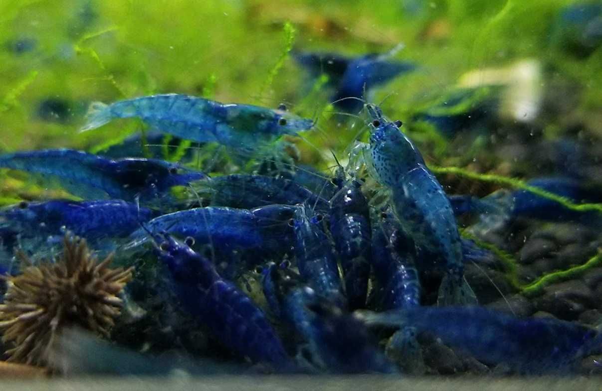 Camarões Neocaridina Blue Dream