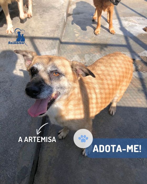 Artemisa cadela porte medio