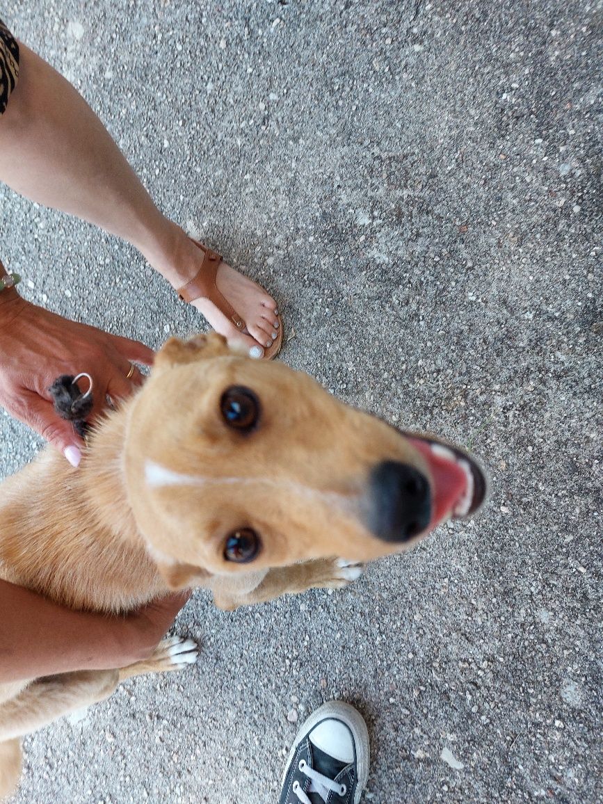 Cão macho com cerca de 1 ano