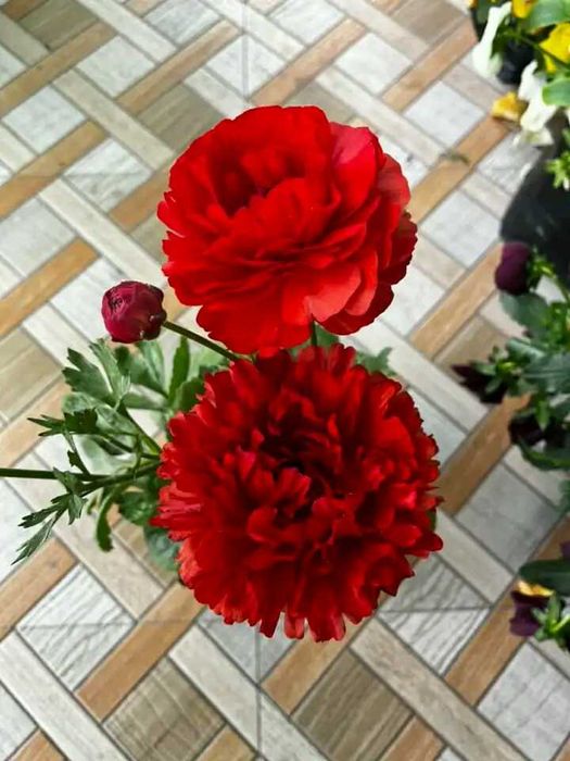 Лютики ранункулюс корін