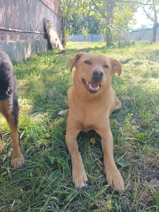 Весела Роксі в пошуках свого дому