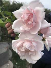 Плетистая роза, нежно розовая