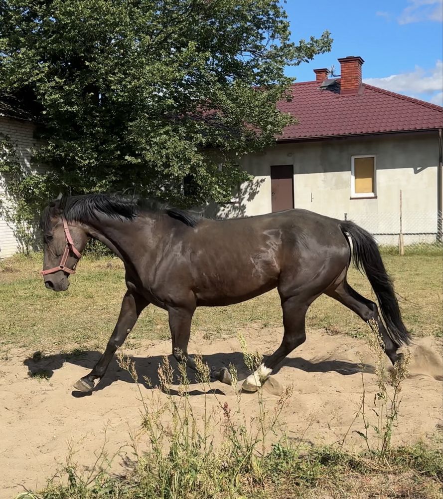 Rewelacyjna klacz po Ulco/Ramirado. TOP koń