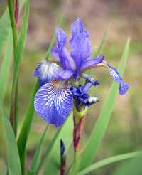 Kosaciec syberyjski  Iris sibirica