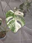 Monstera Variegata 6 liści piękna roślina kolekcjonerska