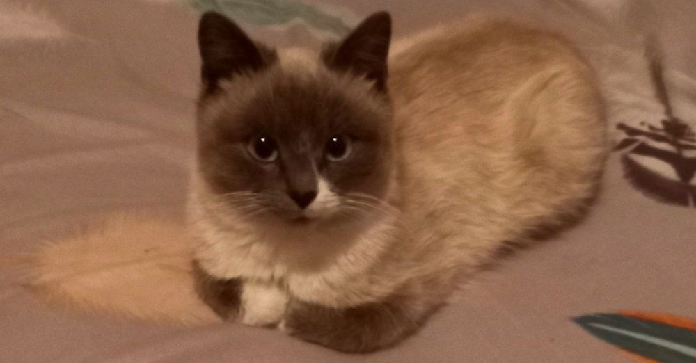 Зникла Сіамська кішечка