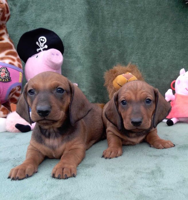 Jamnik standardowy krótkowłose szczenię szczeniaki FCI