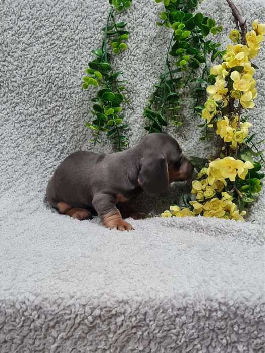 Estupendo Teckel Blue Tan de Qualidade