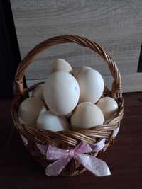 Jajka wiejskie  jajka od kur z wolnego wybiegu