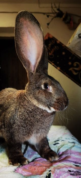 Sprzedam króliki olbrzym belgijski