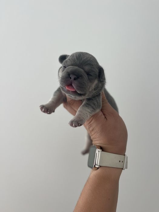 Bulldog  frances lilac  tan