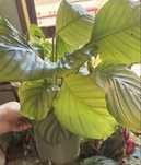 Calathea plantar