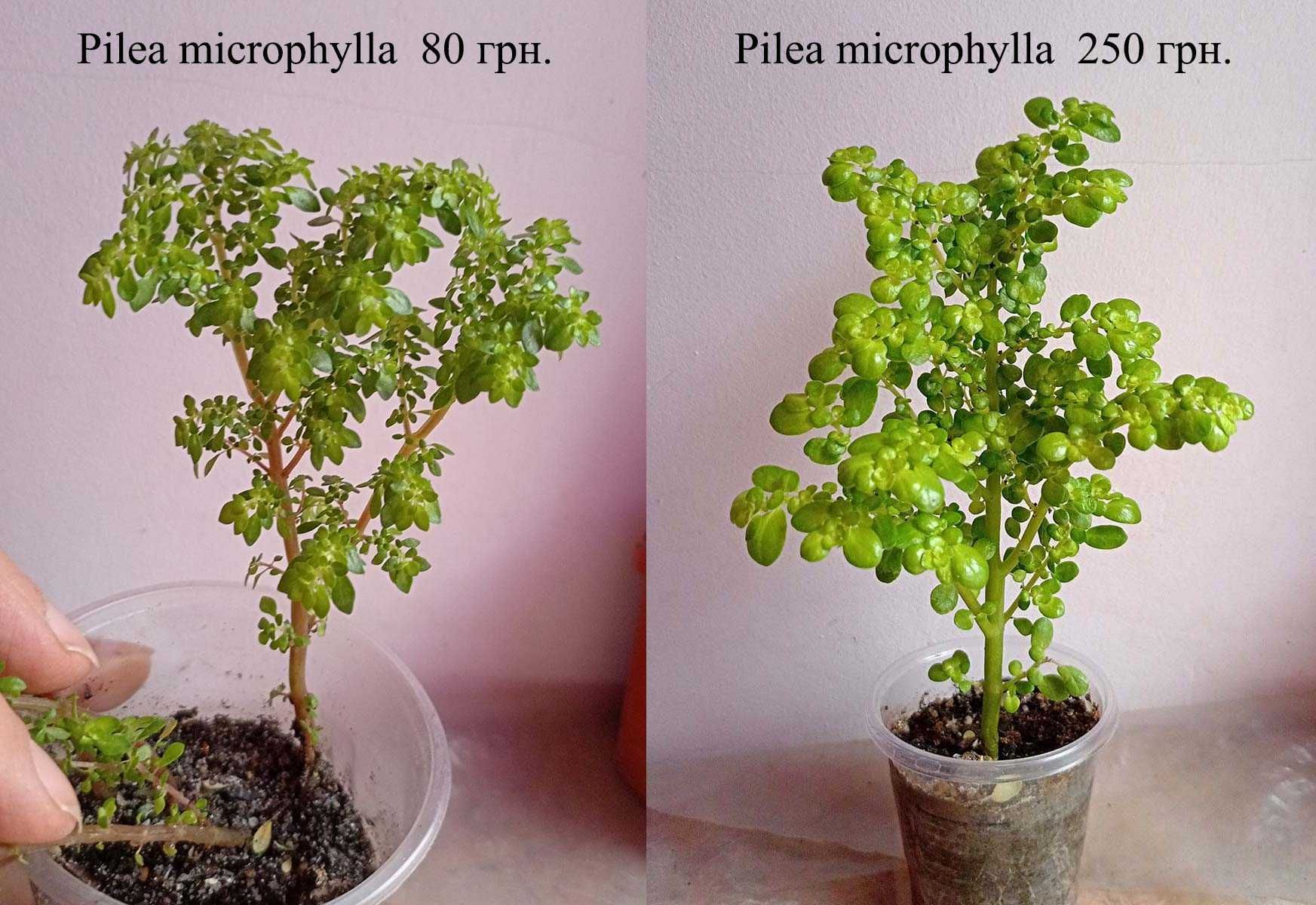 Бонсаи из суккулентов