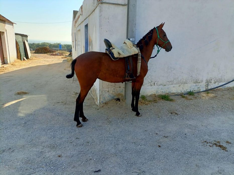 Egua luso-arabe com 10 anos