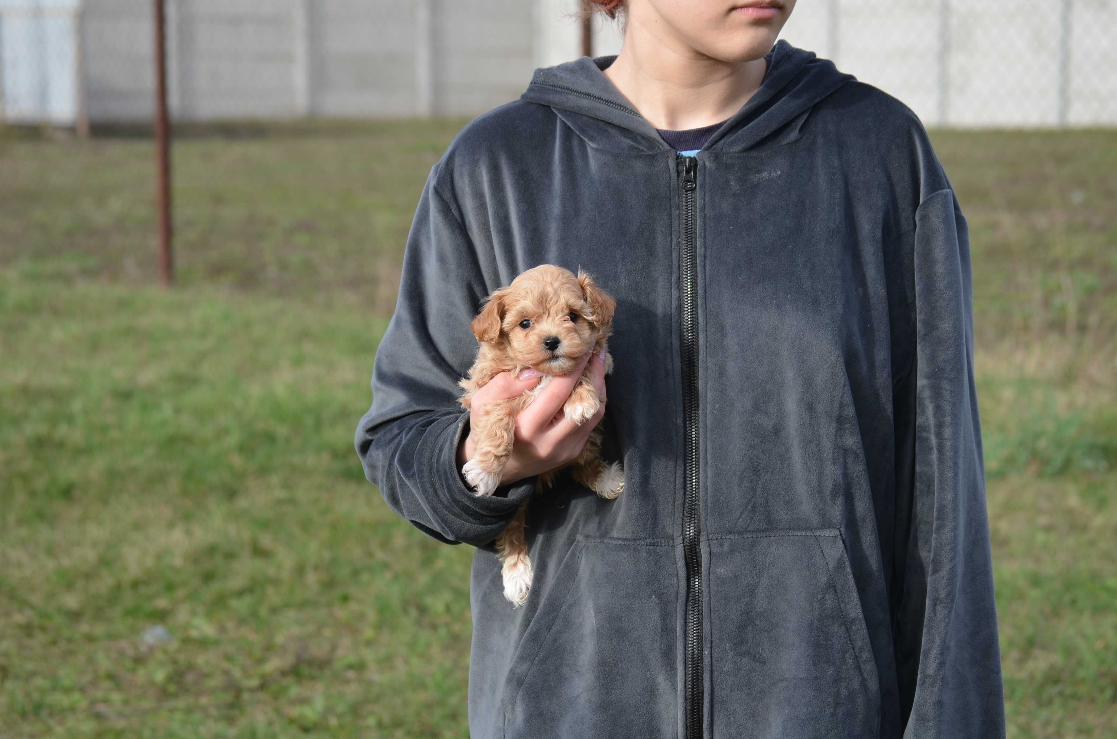 Мальтіпу/Maltipoo, F1! Київ, або відправлю в інше місто чи країну