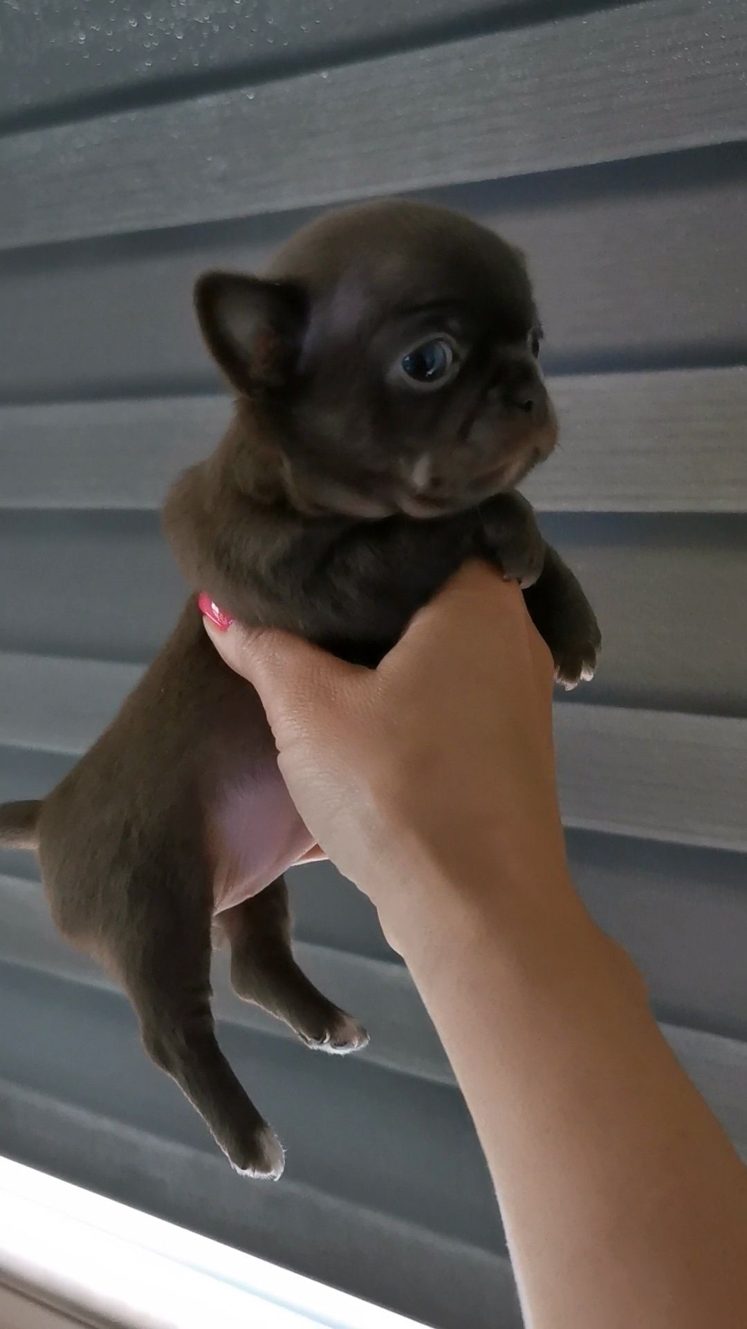 Dziewczynka czekoladowa chihuahua CUDO