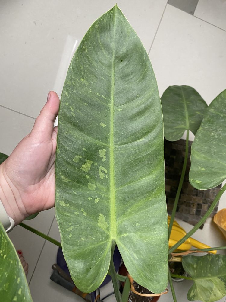 Monstera Variegata, jose buono