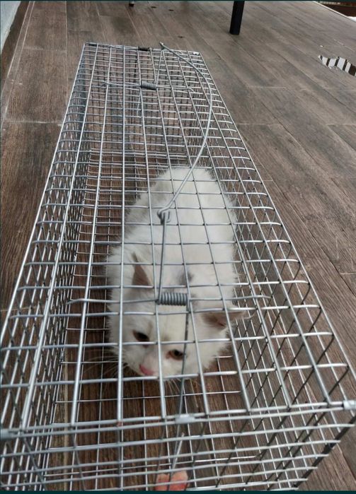 Аренда ловушки автомат. Живоловка, споймать кота, кошку, котят