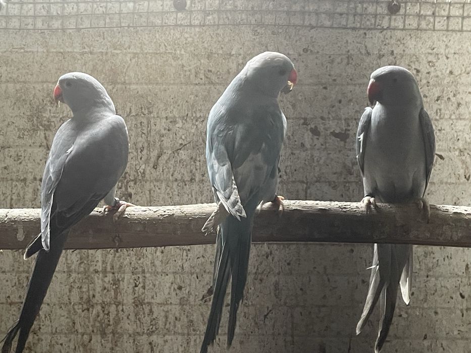 ringnecks aves novas