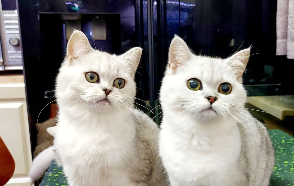 Котята британской серебристой шиншиллы купить в Киеве в Украине