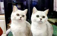 Котята британской серебристой шиншиллы купить в Киеве в Украине