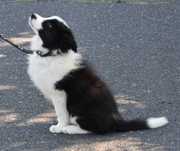 Szczenię Border Collie