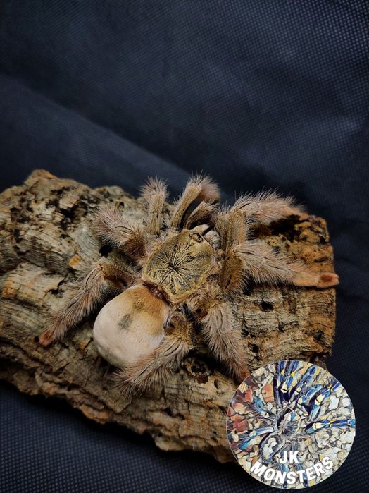 Pająk/Ptasznik Psalmopoeus pulcher+gratisy