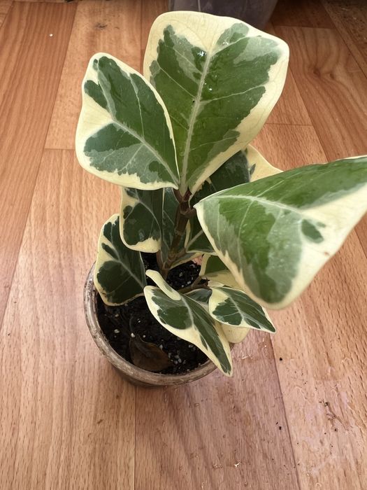 Фікус коконат крем алі амстел голд