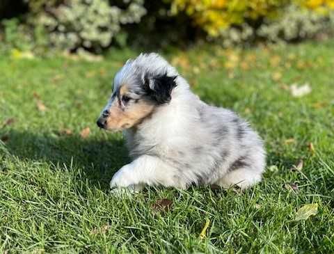 Owczarek szkocki długowłosy Collie, szczeniak gotowy do odbioru