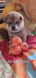 Hodowla Red Kira Shiba Inu