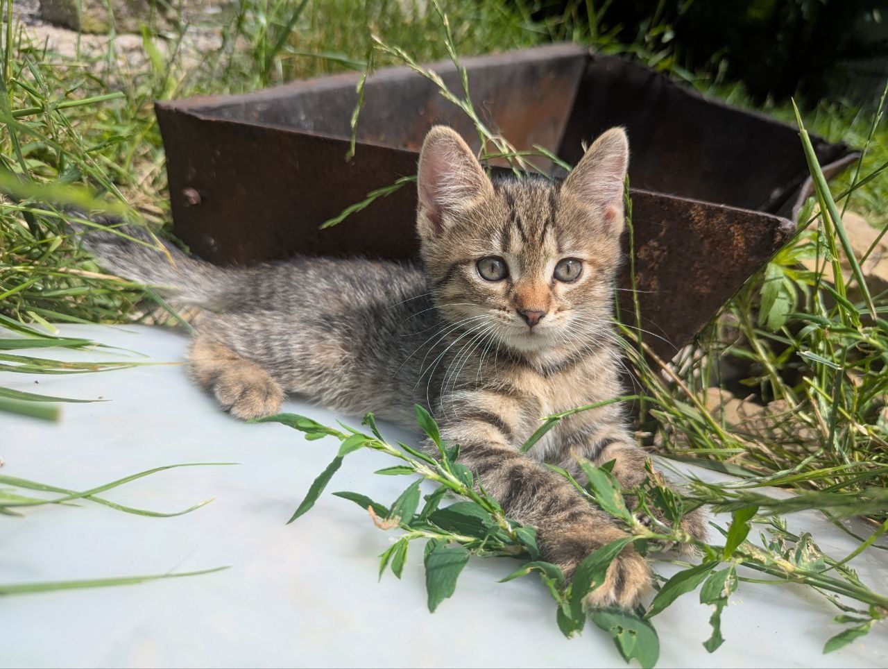Котята кошенята в добрые руки в добрі руки