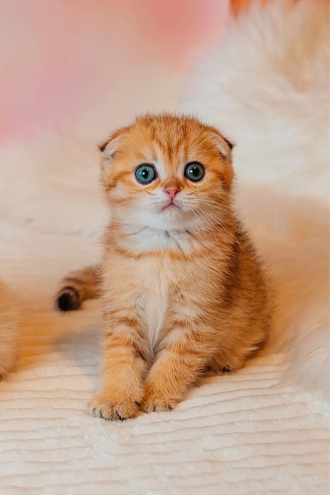 Шотландские котята с документами. Золотая шиншилла. Видео