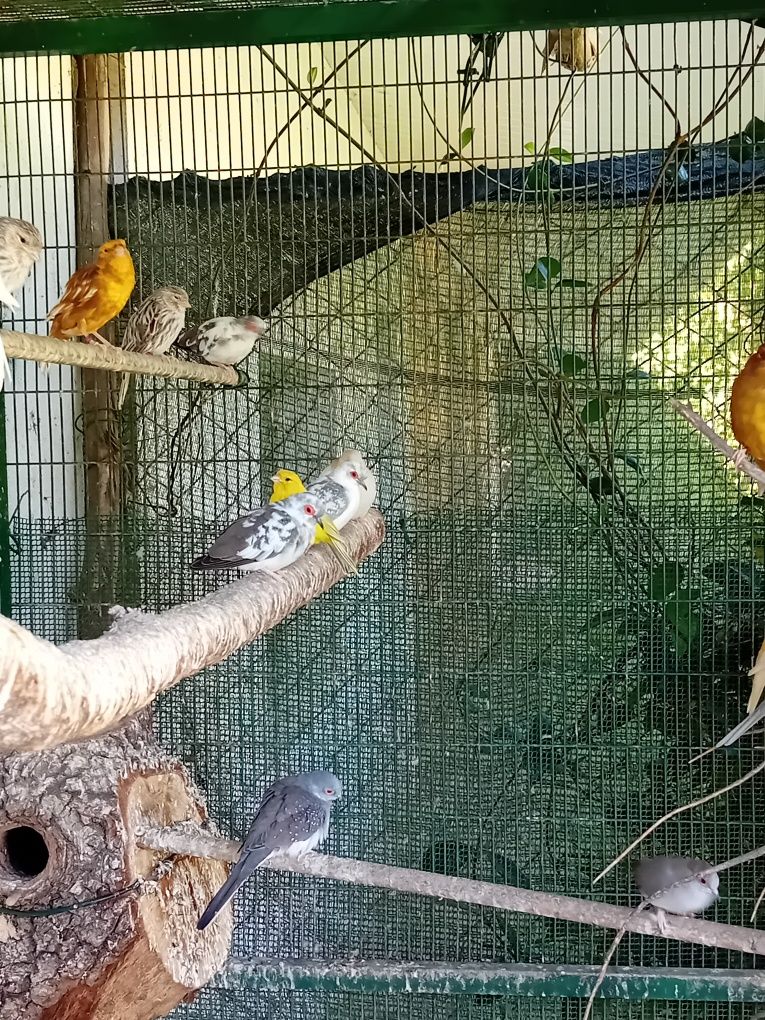 Várias aves para ceder