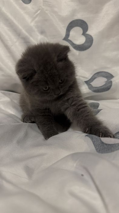 Шотландські кошенята