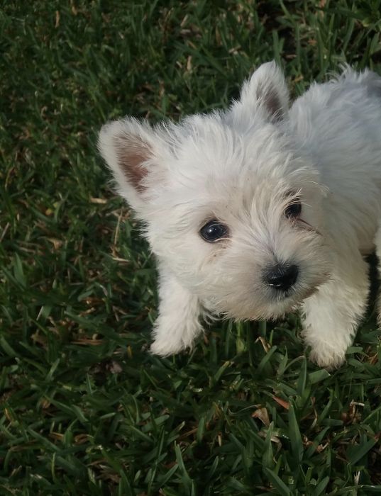 west highland white terrier criado em ambiente familiar disponível par