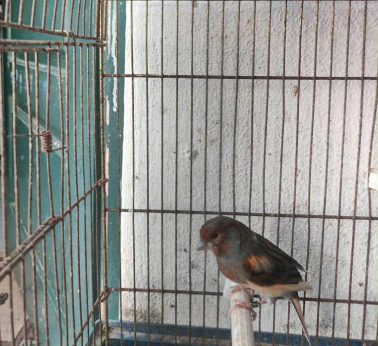 Arlequins Português