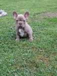 Buldog francuski Isabella
