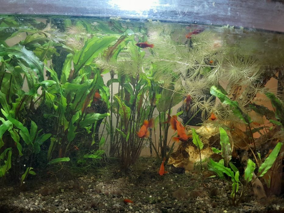 Mlode mieczyki czerwone Hellera -5szt