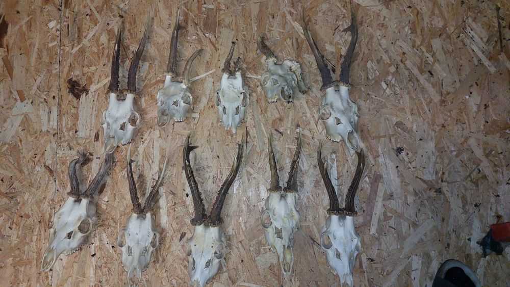 Parostki sarna kozioł