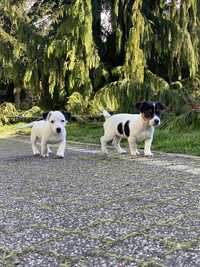Jack Russell Terrier szczeniak