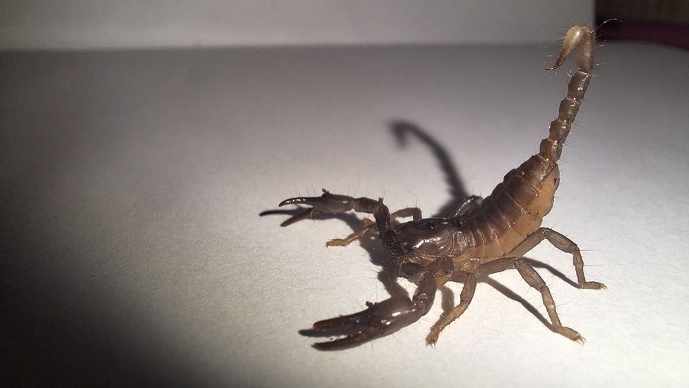 Skorpion Heterometrus silenus L1