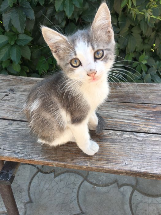 Кошенята шукають хорошу родину