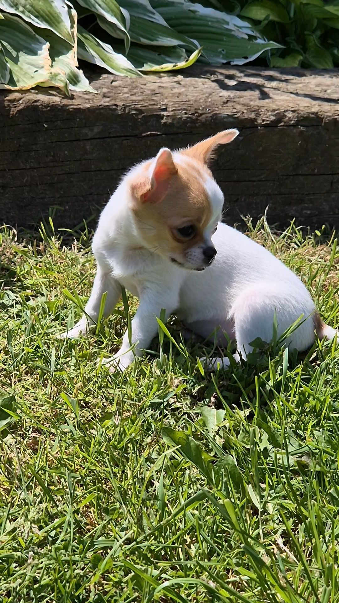 Gotowa do odbioru śliczna suczka chihuahua